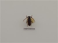 藏品(扁角鋸天牛)的圖片